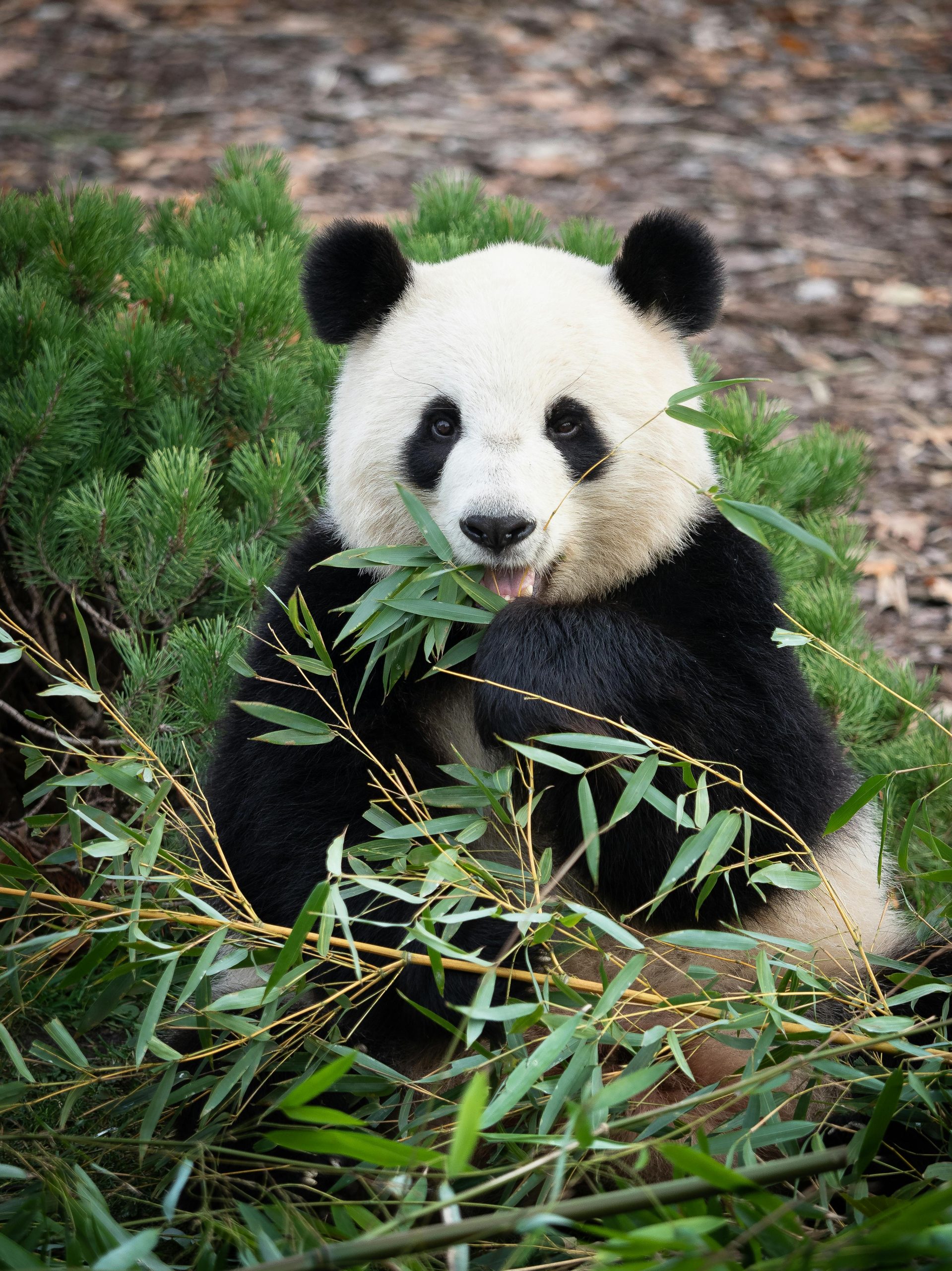 panda eating bamboo shoots - Wild Animals