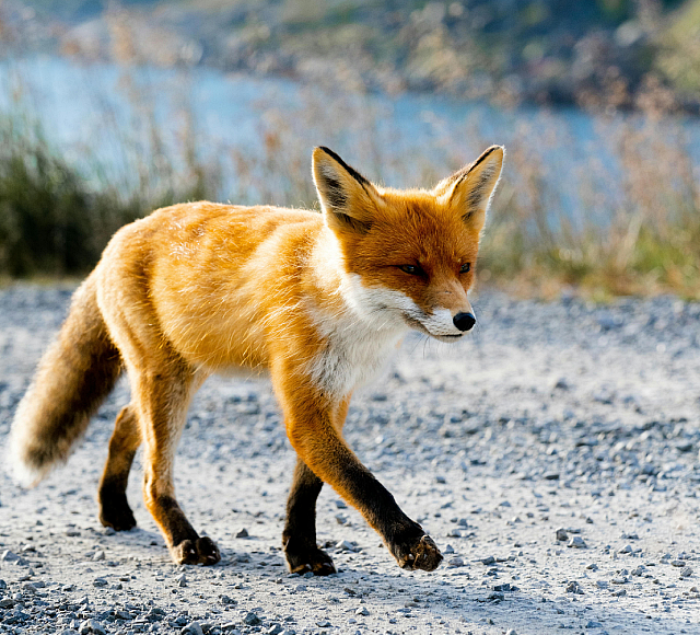 wild fox
